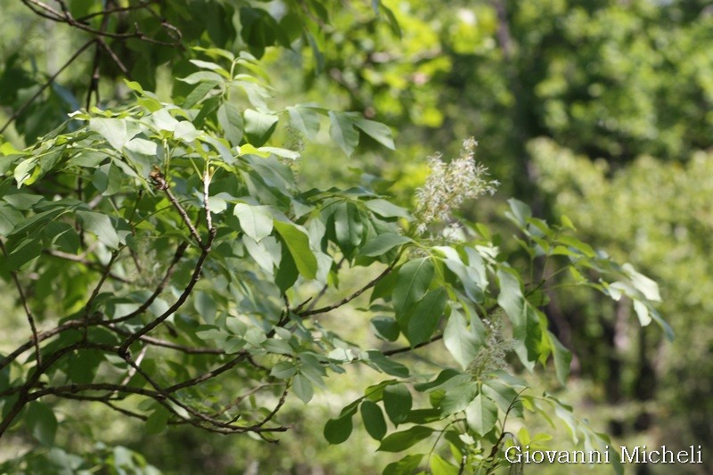 Fraxinus ornus, Orniello